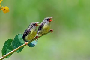 Lomba Burung Berkicau Banda Aceh