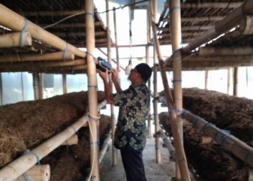 IoT Budidaya Jamur Merang